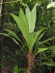 Geonoma cuneata
