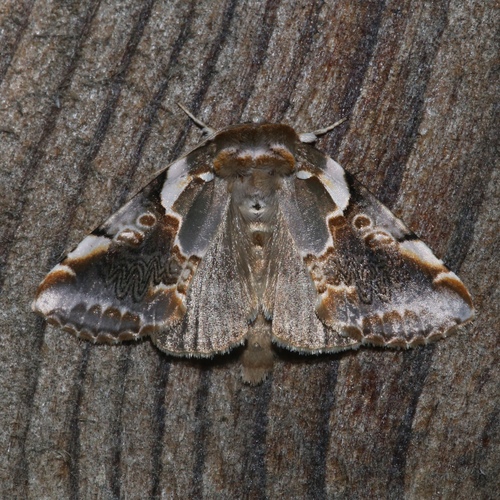 Glorious Habrosyne Moth photo 4