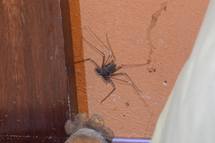 Acanthophrynus coronatus