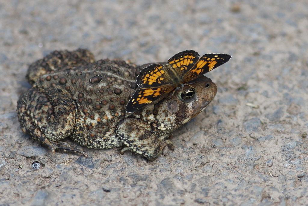 American Toad, photo from iNaturalist