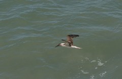 Sula nebouxii nebouxii