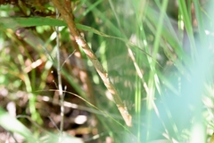 Hypericum swinkianum