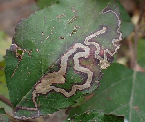 Golden Pigmy
