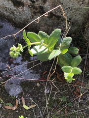 Hylotelephium telephium