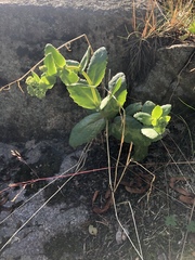 Hylotelephium telephium