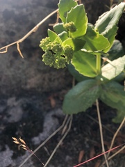 Hylotelephium telephium