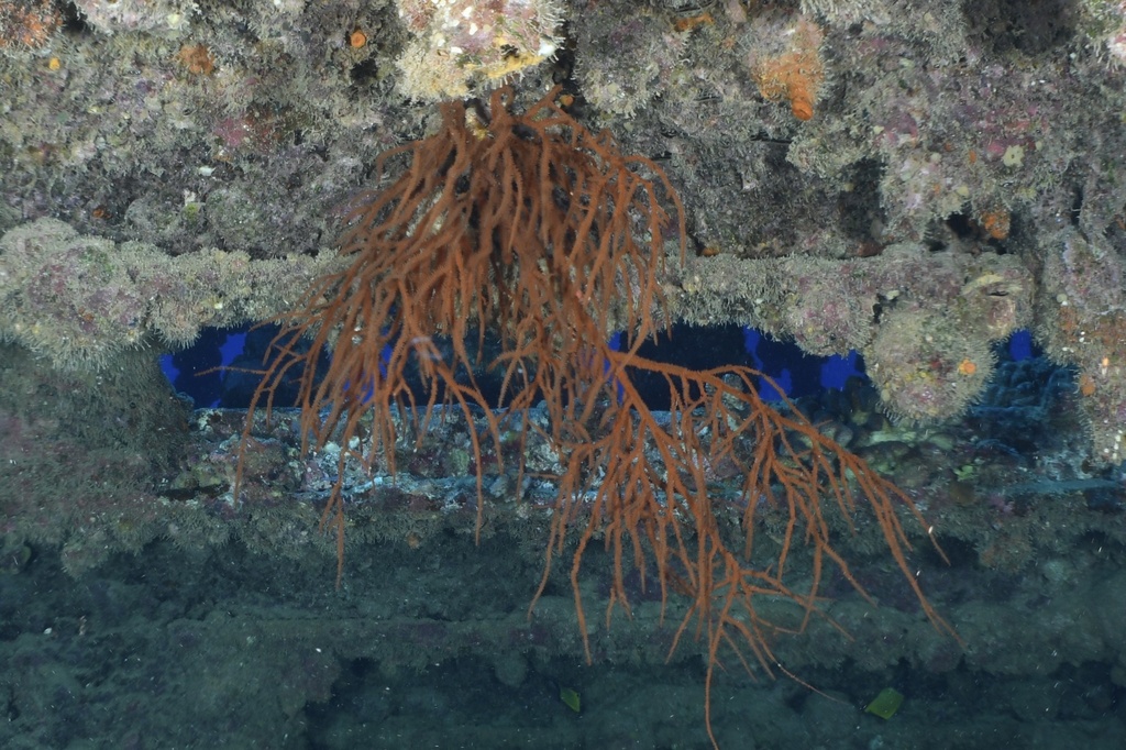 Hawaiian black coral