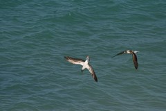 Sula nebouxii nebouxii