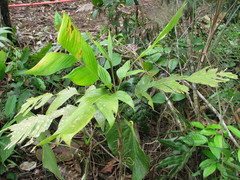 Geonoma longivaginata