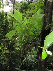 Geonoma longivaginata