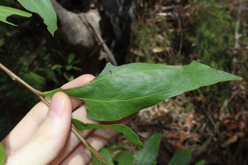 Image of Acacia binervata by (c) Thomas Mesaglio, some rights reserved (CC BY)