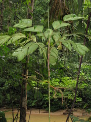 Geonoma longivaginata