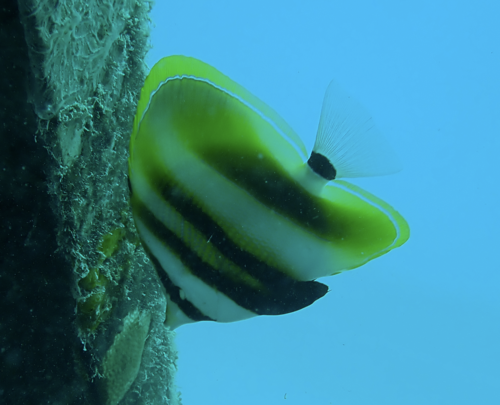 Highfin coralfish (Coradion altivelis) — Chaetodontidae