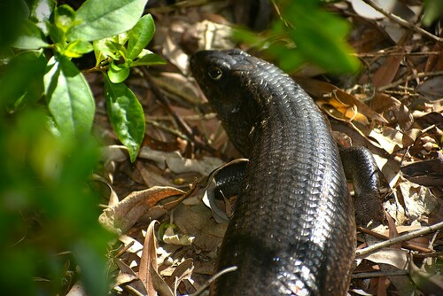 Land Mullet, Bellatorias major