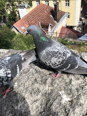 Columba livia domestica
