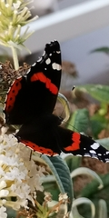 Vanessa atalanta