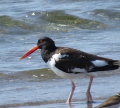 Haematopus palliatus