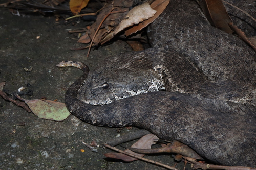 Southern Death Adder