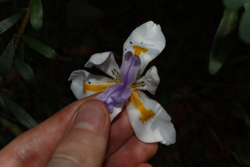 Image of Dietes grandiflora by (c) Thomas Mesaglio, some rights reserved (CC BY)