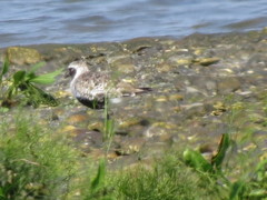 Pluvialis squatarola