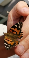 Vanessa cardui