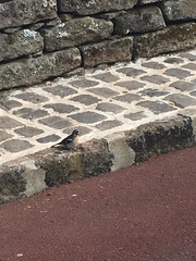 Fringilla coelebs moreletti