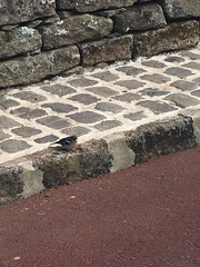 Fringilla coelebs moreletti