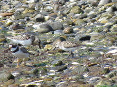 Calidris alba