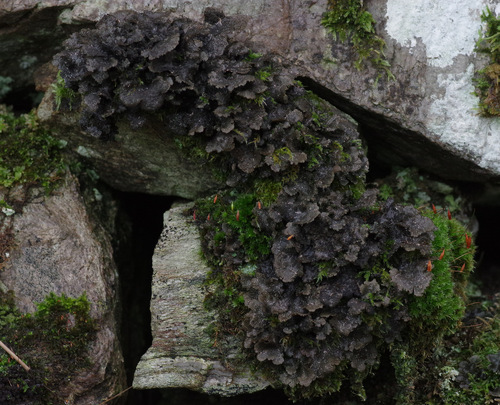 Sticta canariensis