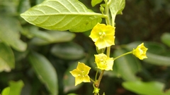 Capsicum rhomboideum