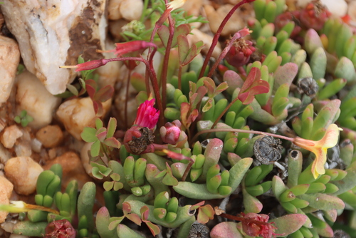 Dense Starfig (Cephalophyllum spissum)
