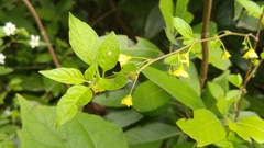 Capsicum rhomboideum