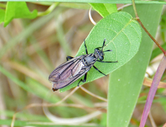 Nemomydas desideratus