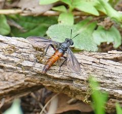 Nemomydas desideratus