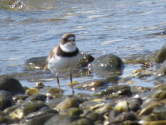 Charadrius semipalmatus