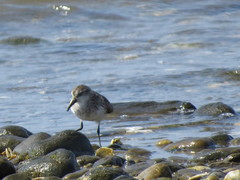 Calidris pusilla