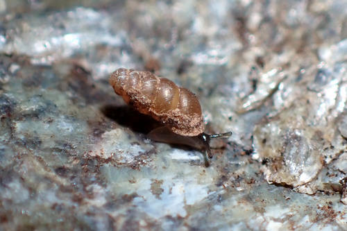 Gastrocopta servilis observed 2024-05-11