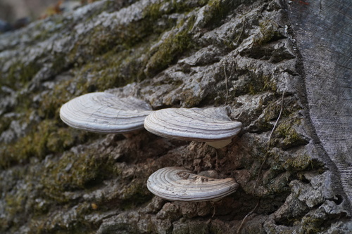 Ganoderma applanatum