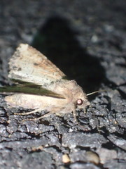 Apamea alia