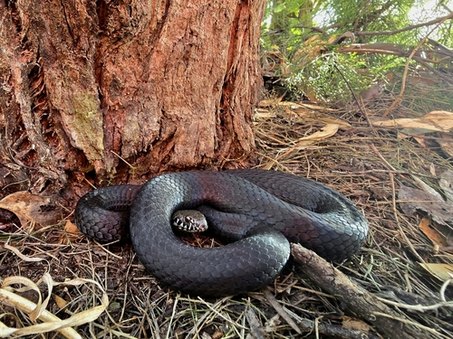 Pygmy Copperhead