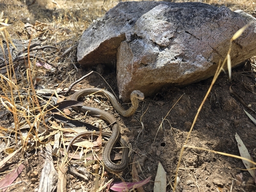 Eastern Brown Snake sighting