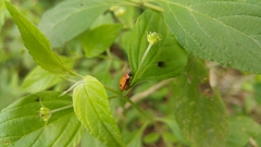 Alagoasa bipunctata bipunctata