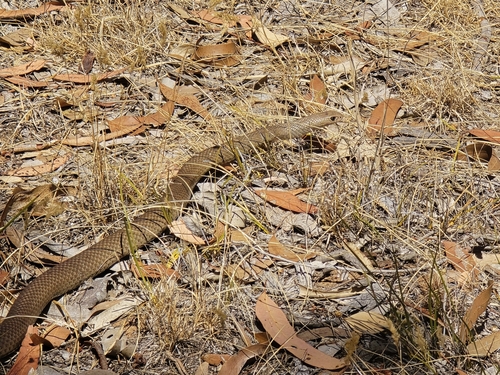 Eastern Brown Snake sighting