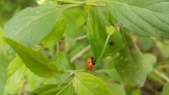 Alagoasa bipunctata bipunctata