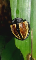 Cyrtonota bugaensis