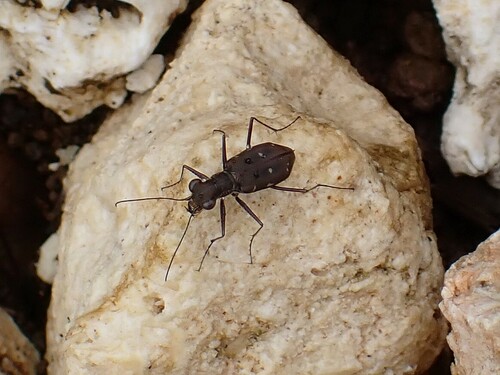 Cylindera froggatti, 2024-12-26