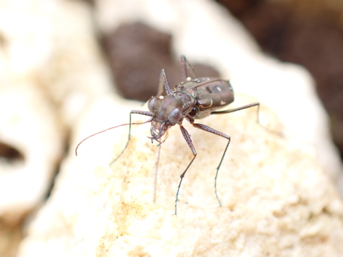 Cylindera froggatti, 2024-12-26