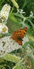 Polygonia c-album
