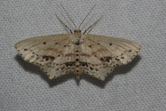 Scopula cacuminaria