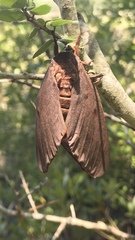 Citheronia sepulcralis